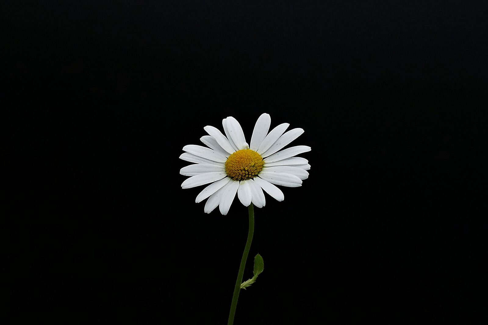 Panasonic Lumix DMC-FZ1000 sample photo. Margarite, closeup, flower photography