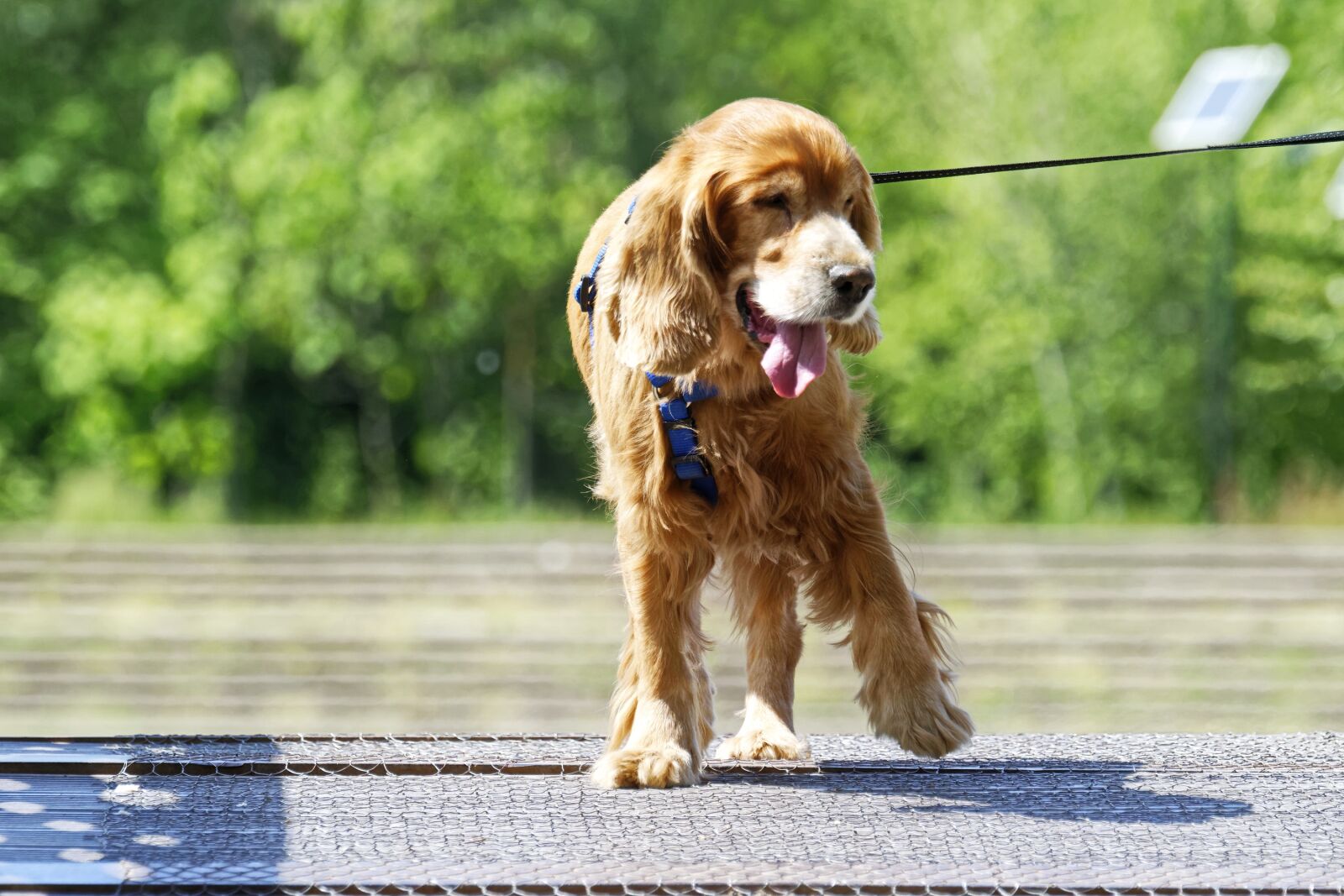 Nikon D5300 sample photo. Dog, beige, brown photography
