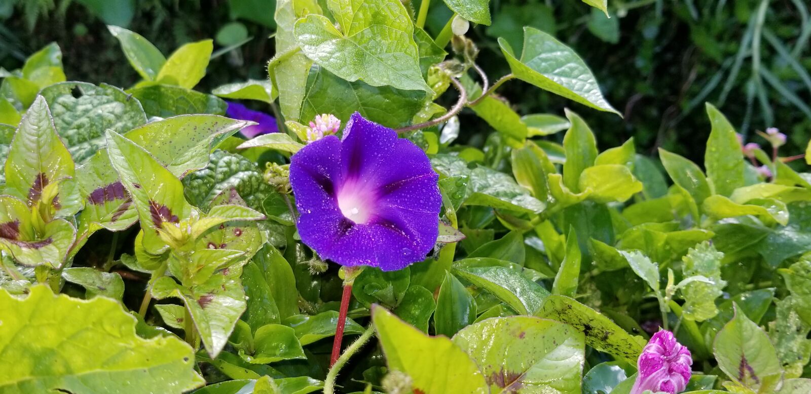 Samsung Galaxy S8+ sample photo. Flower, purple, leaves photography