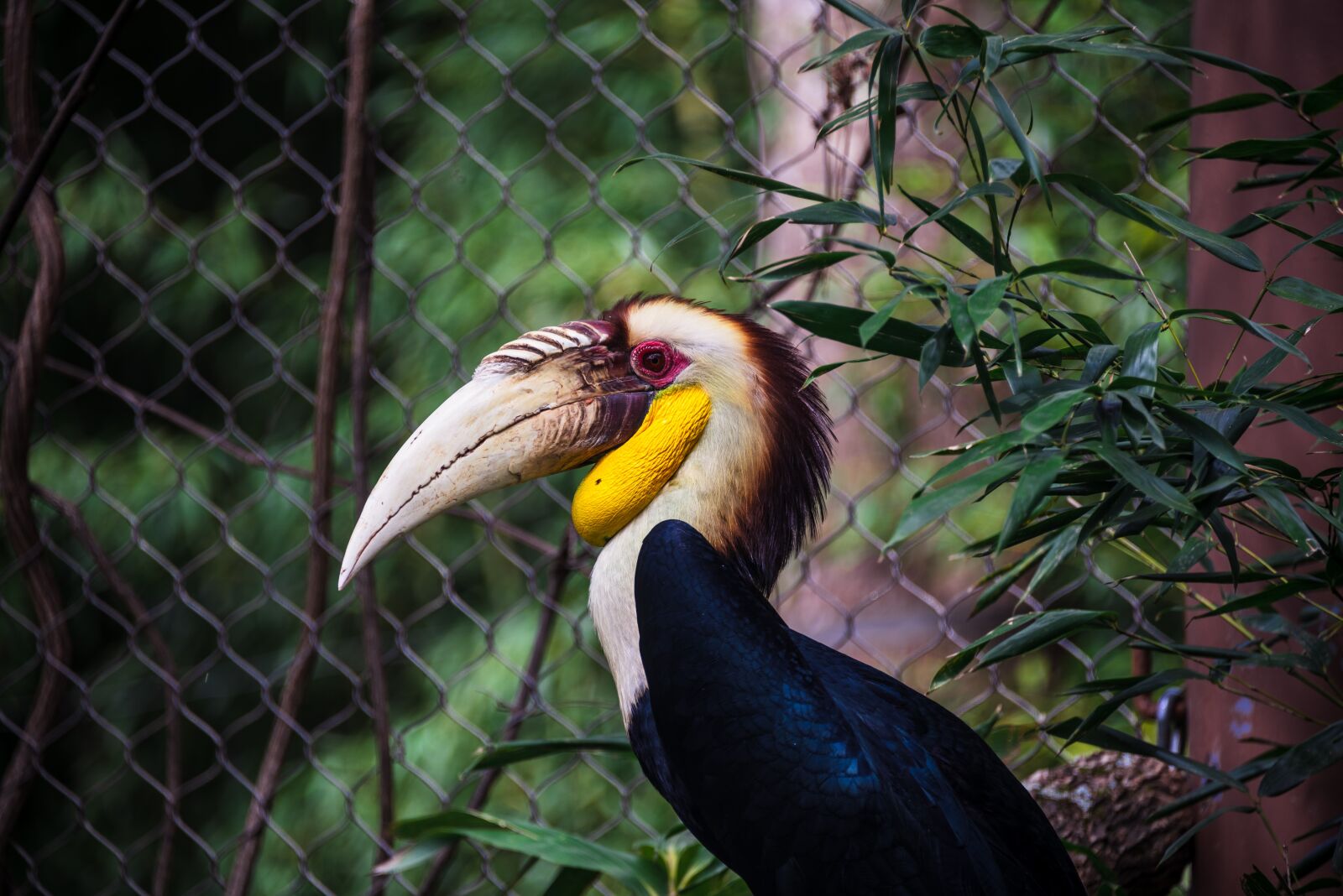 Nikon D750 sample photo. Bird, zoo, parrot photography