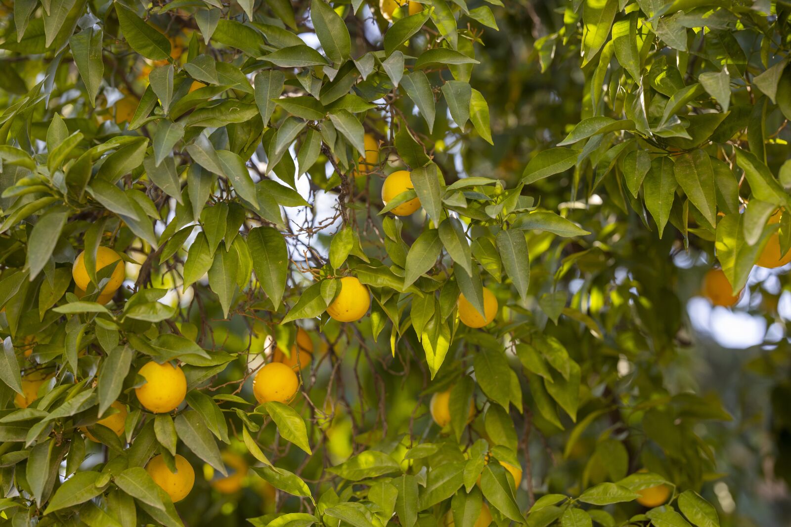 Canon RF 85mm F1.2L USM sample photo. Tangerine, tree, field photography
