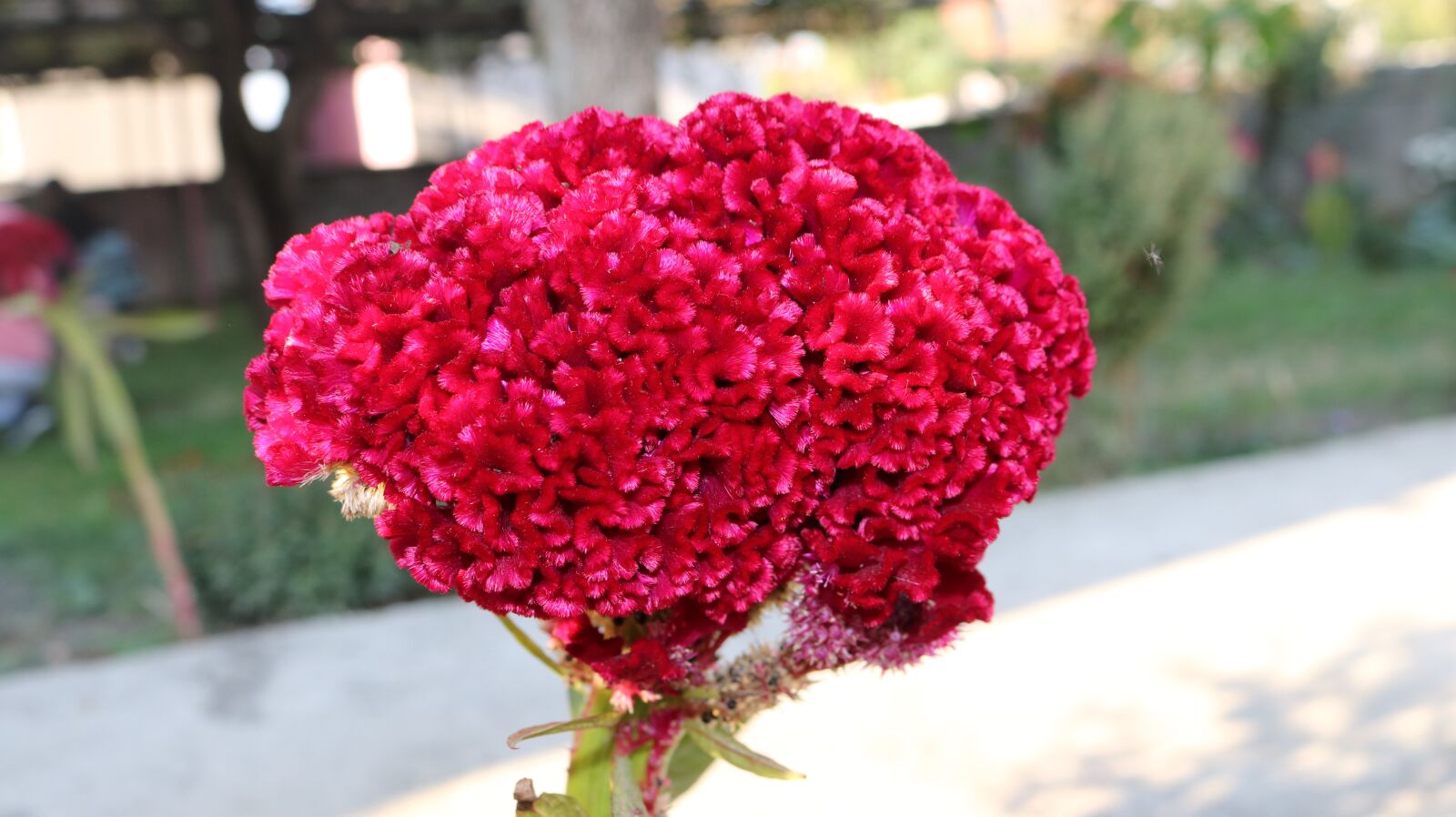 Canon EOS 750D (EOS Rebel T6i / EOS Kiss X8i) sample photo. Nature, plant, flower photography
