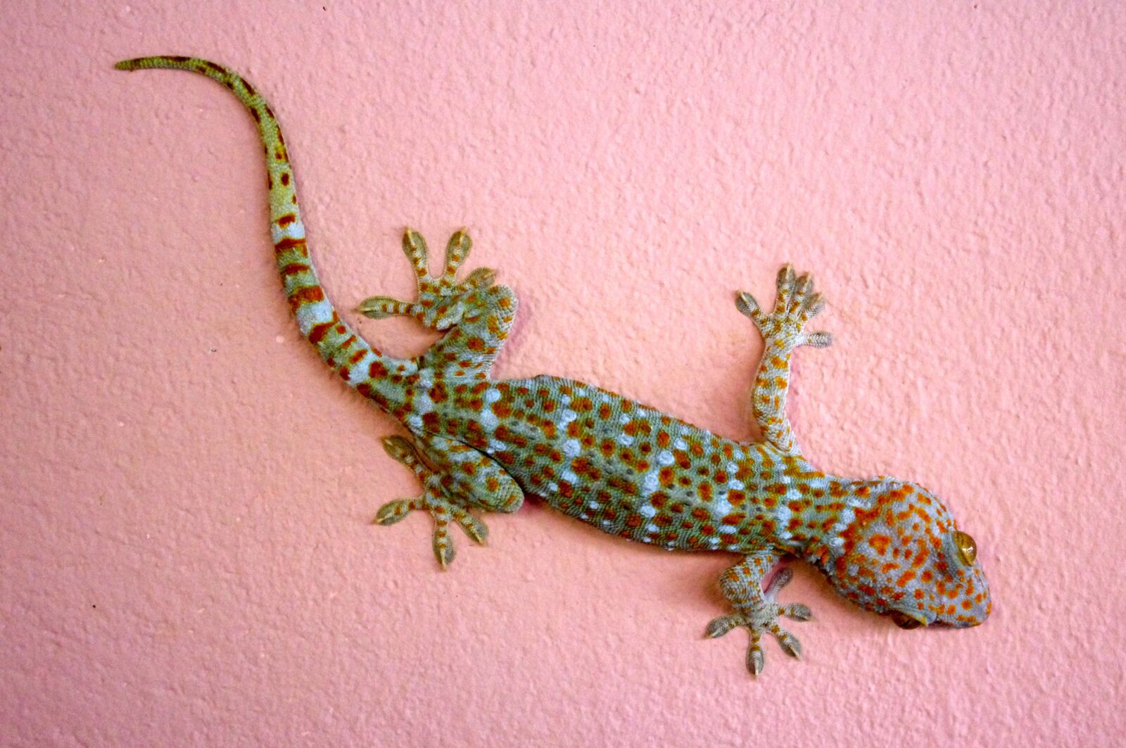 Pentax K-r sample photo. Gecko, giant gecko, lizard photography