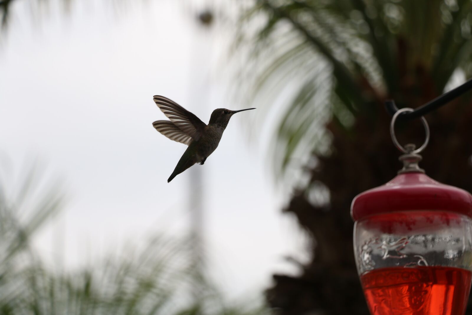 Canon EOS 70D sample photo. Hummingbird, nectar, nature photography