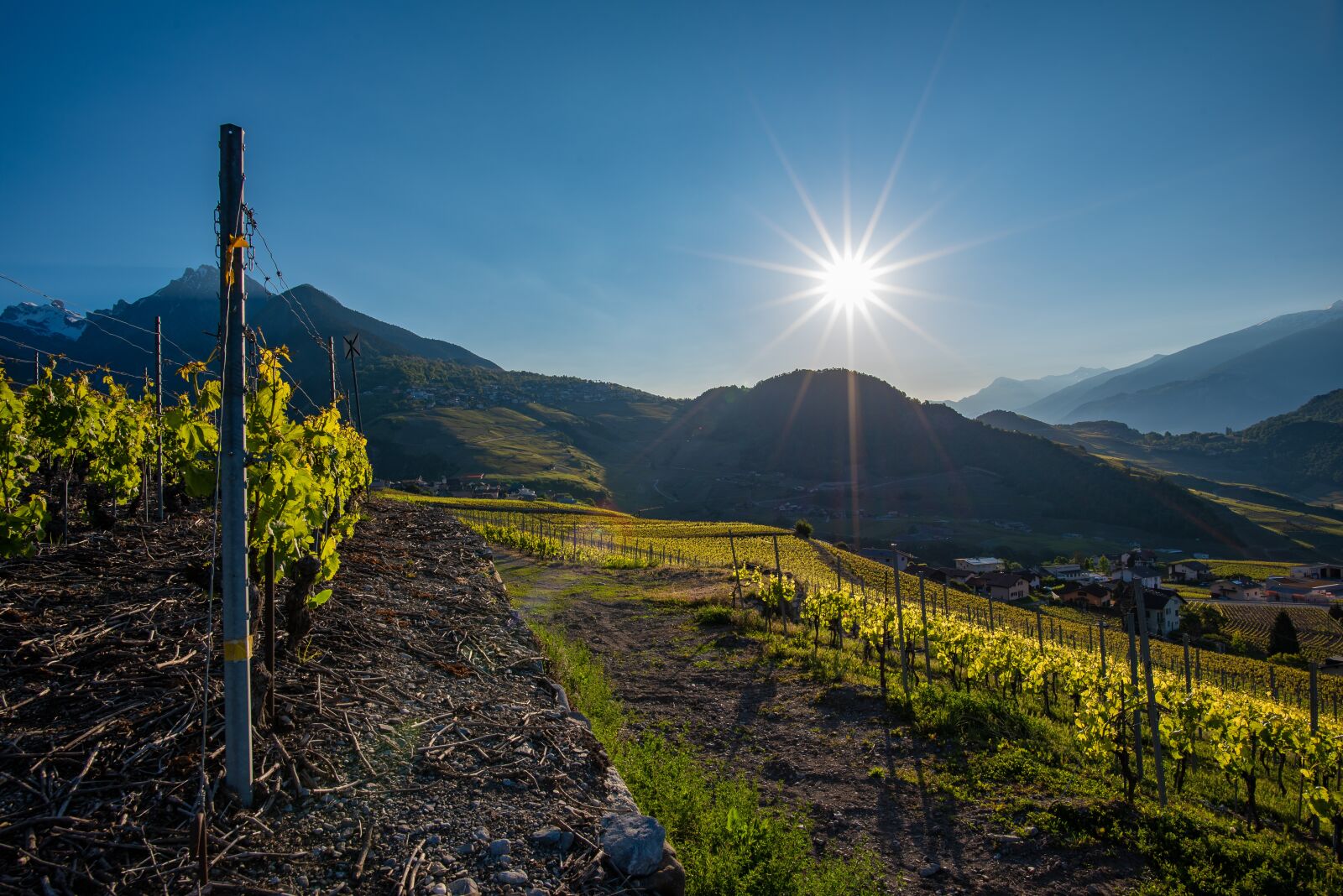 Nikon D750 sample photo. Vine, vineyard, sun photography