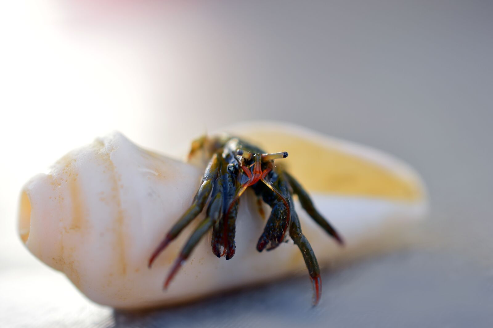 Nikon D3200 sample photo. Cancer, hermit crab, shell photography