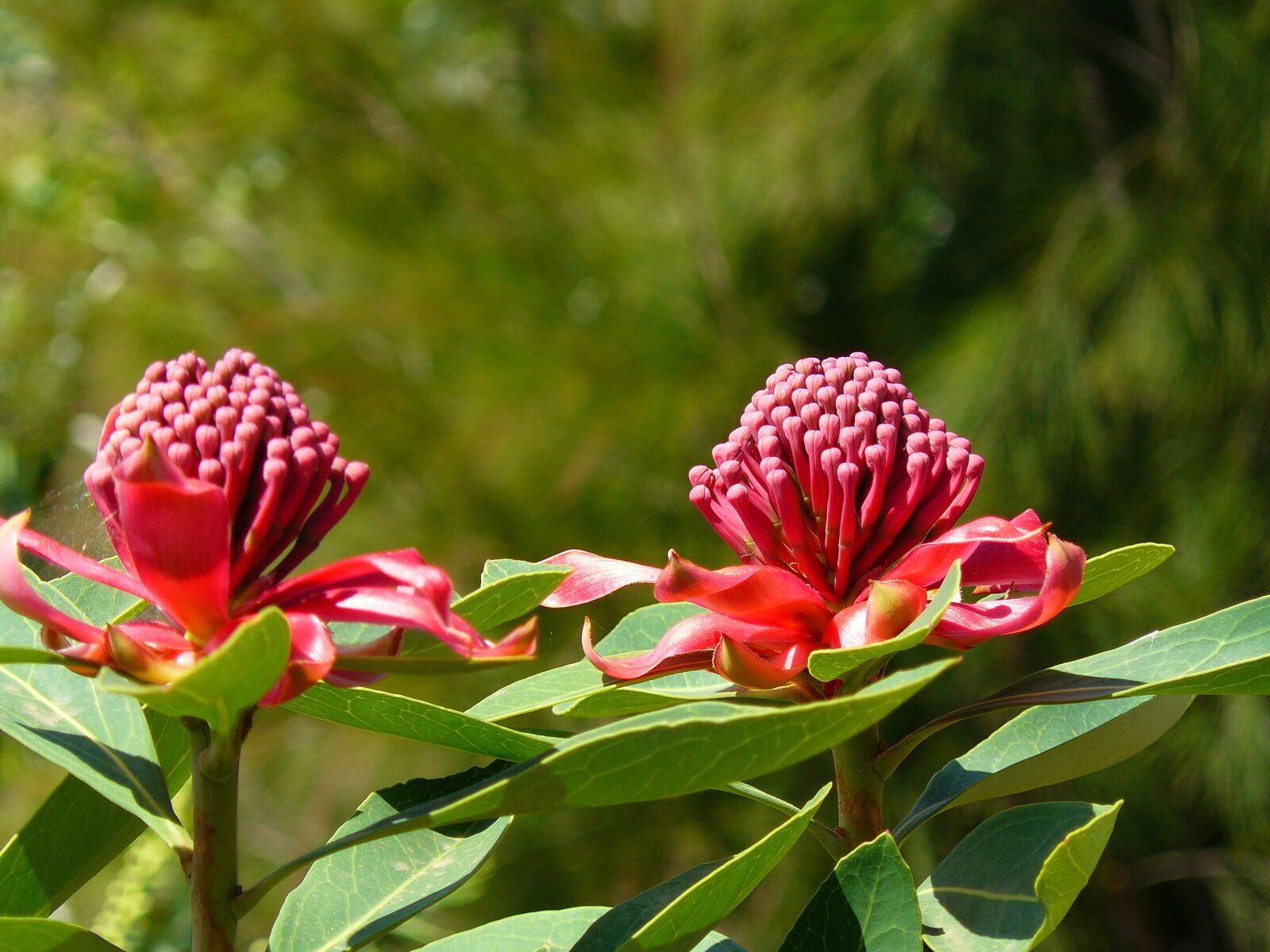 Panasonic DMC-FZ8 sample photo. Waratah, australia, aussie photography