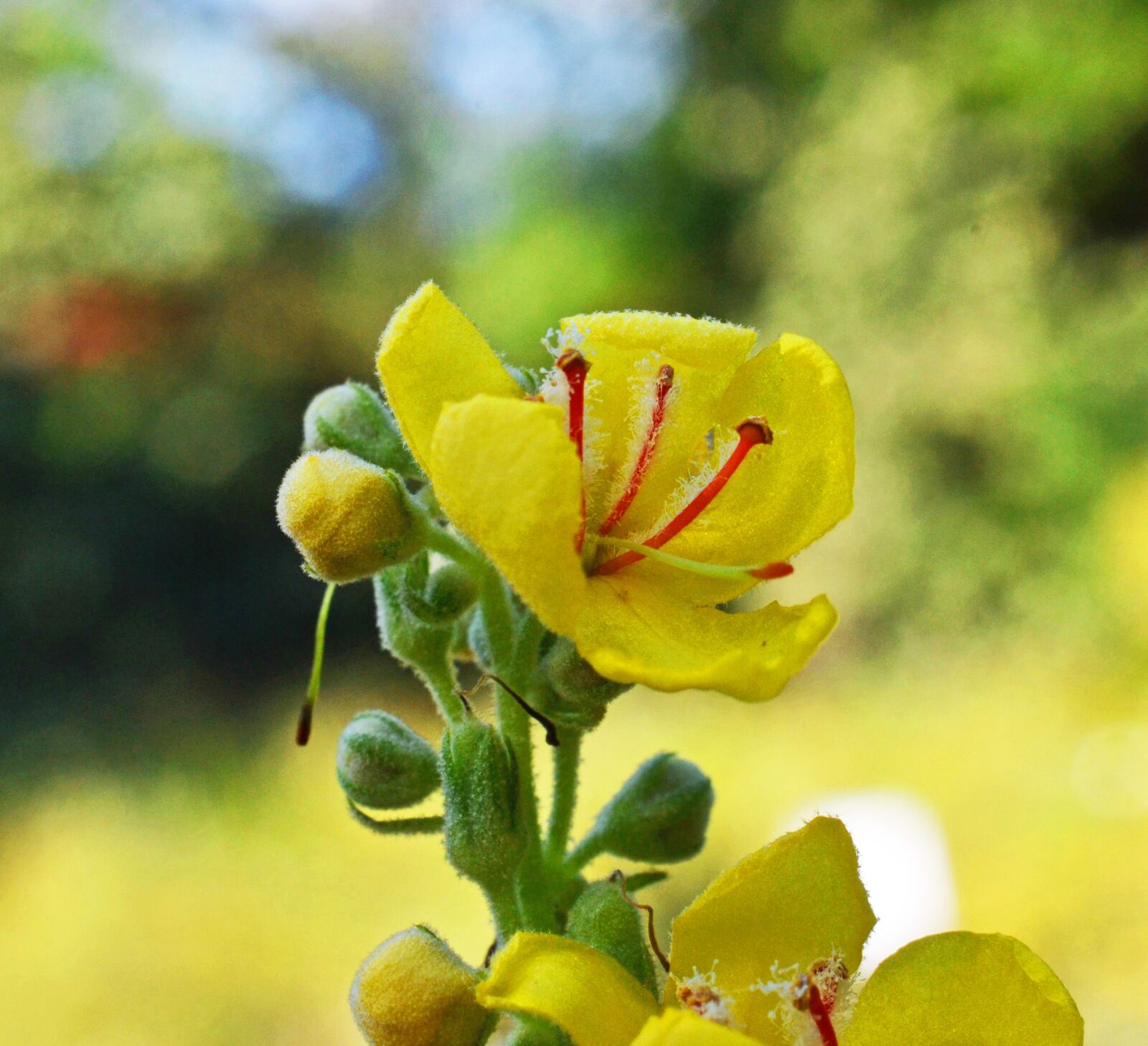 Nikon D3100 sample photo. Black mullein, verbascum nigrum photography