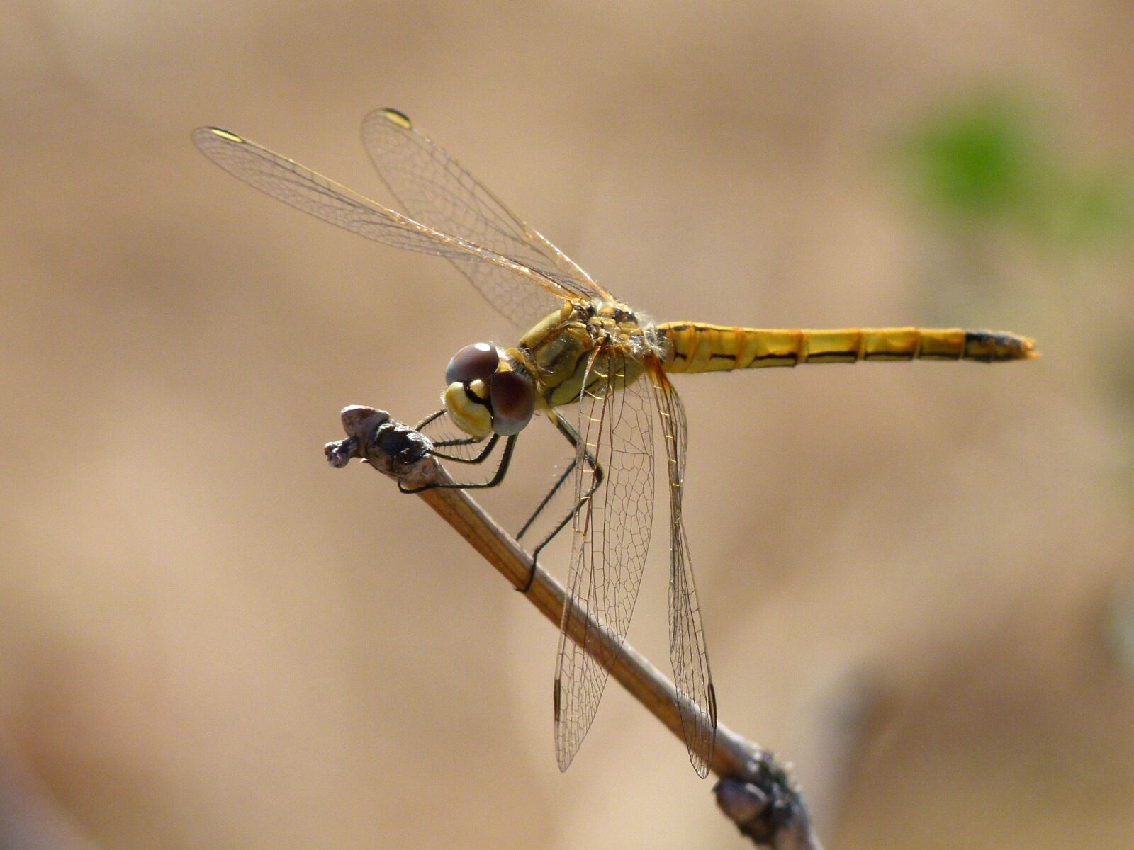 Leica V-Lux 2 sample photo. Dragonfly, yellow dragonfly, orthetrum photography