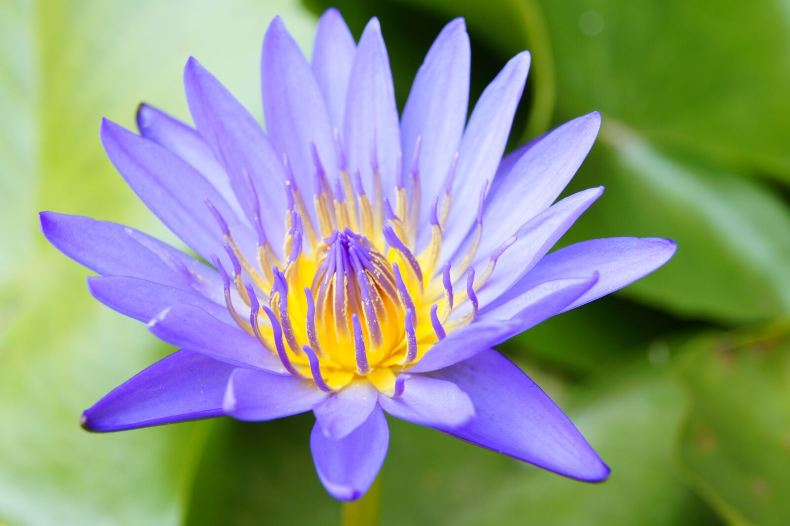 Sony Alpha DSLR-A550 sample photo. Lotus, flower, open photography