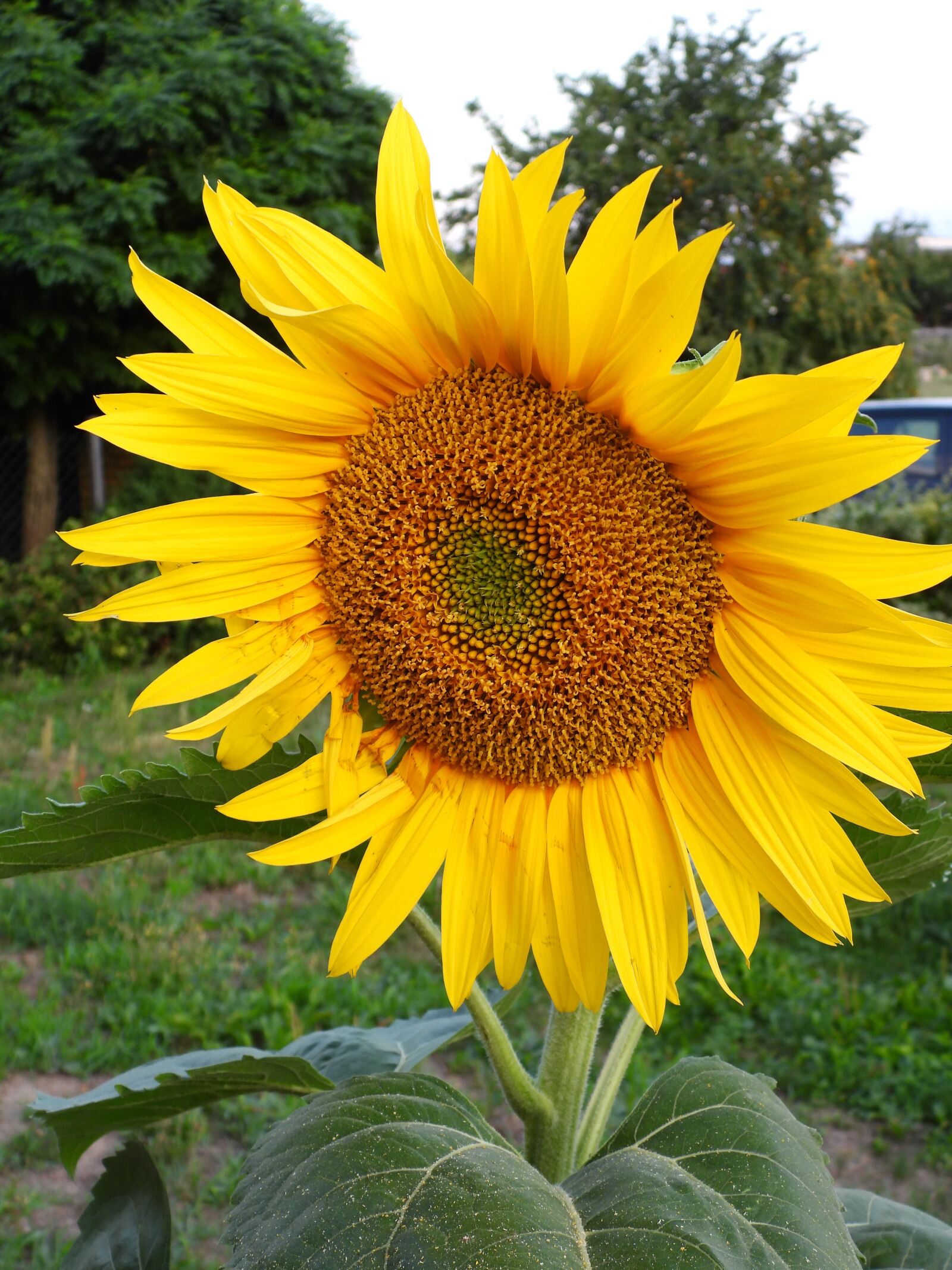Nikon Coolpix P1000 sample photo. Sunflower, garden, flower photography