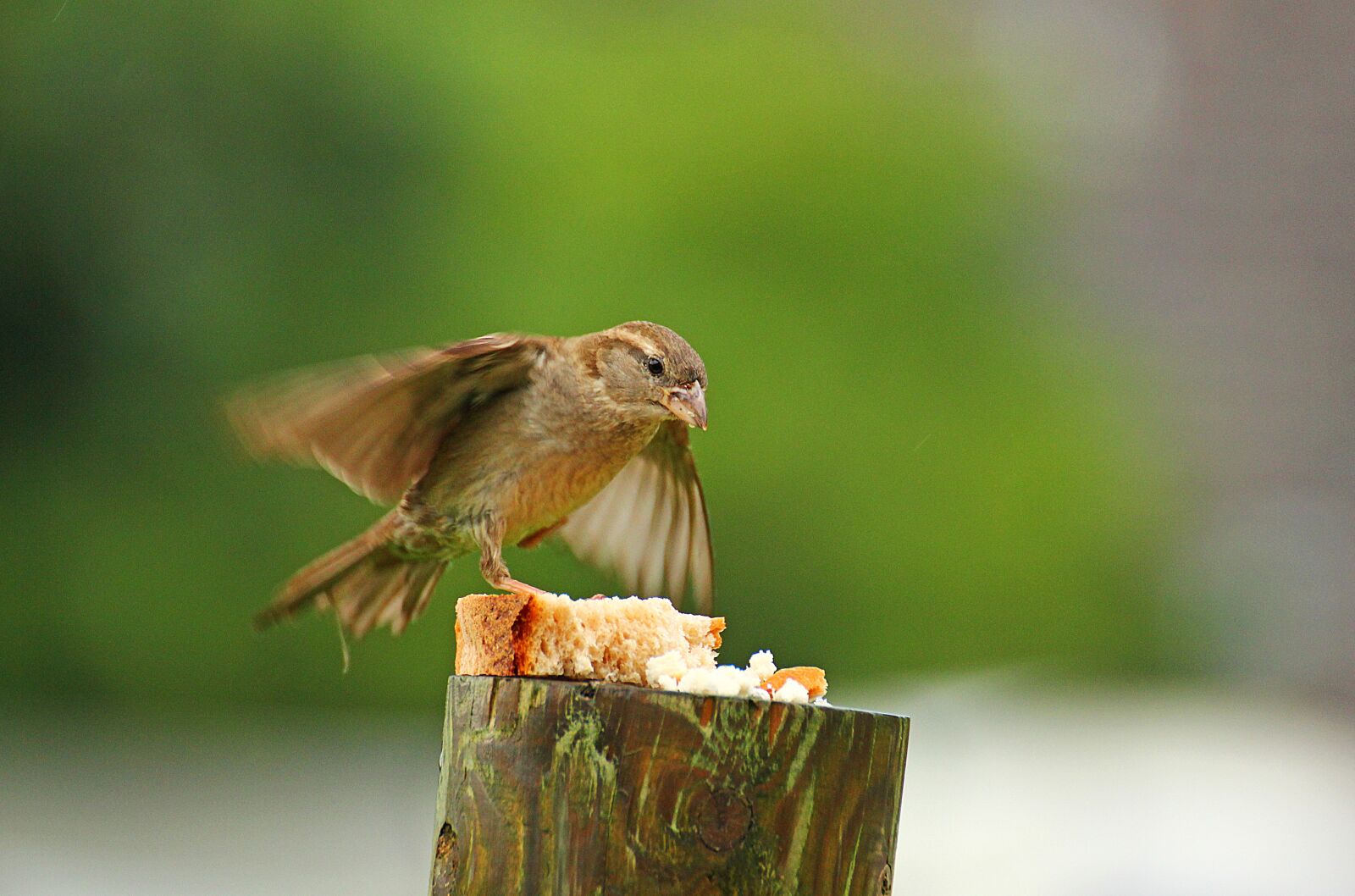 Canon EOS 60D sample photo. Sparrow, bird, movement photography