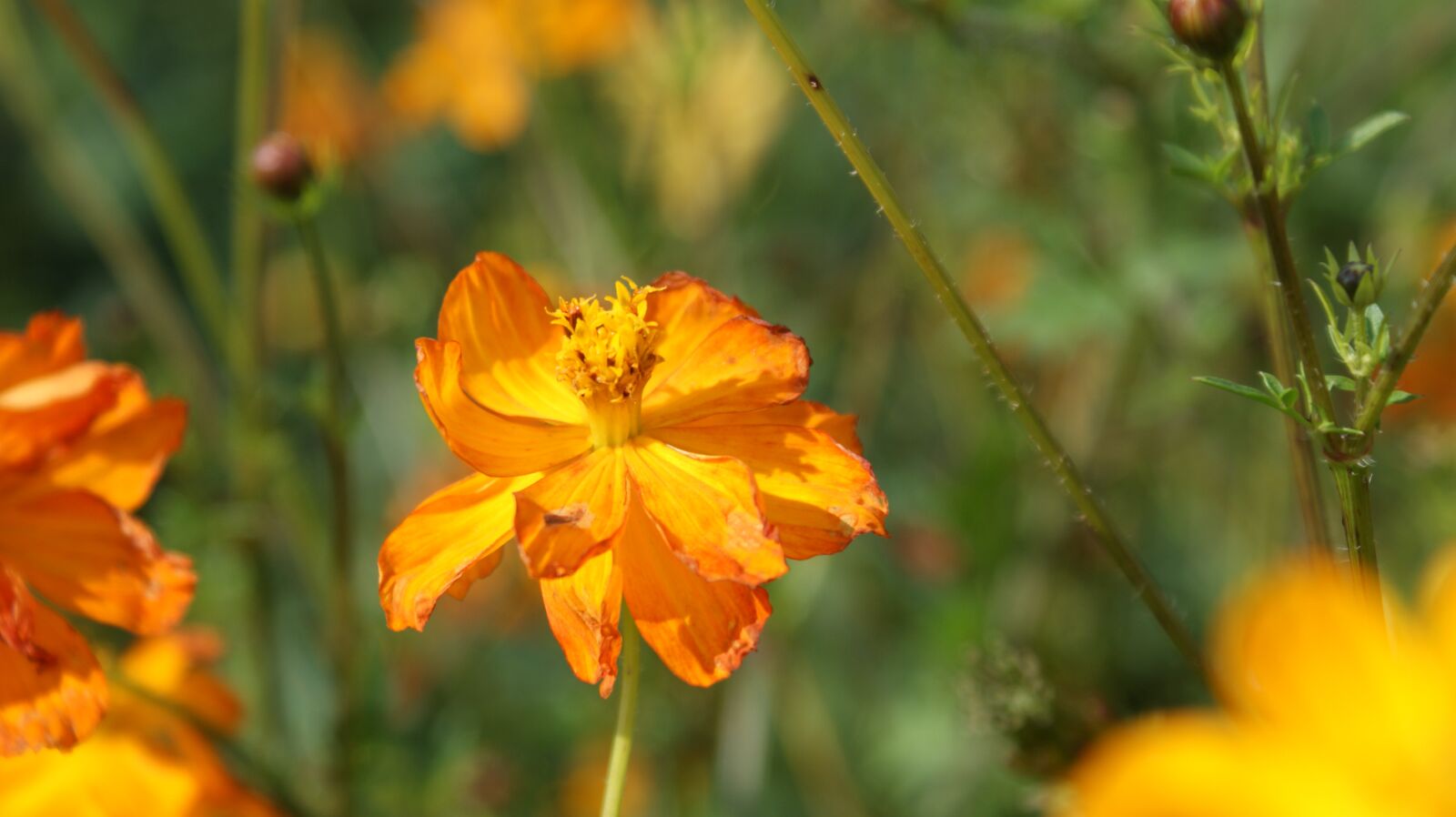 Sony Alpha DSLR-A350 sample photo. Orange, flower, vegetable photography