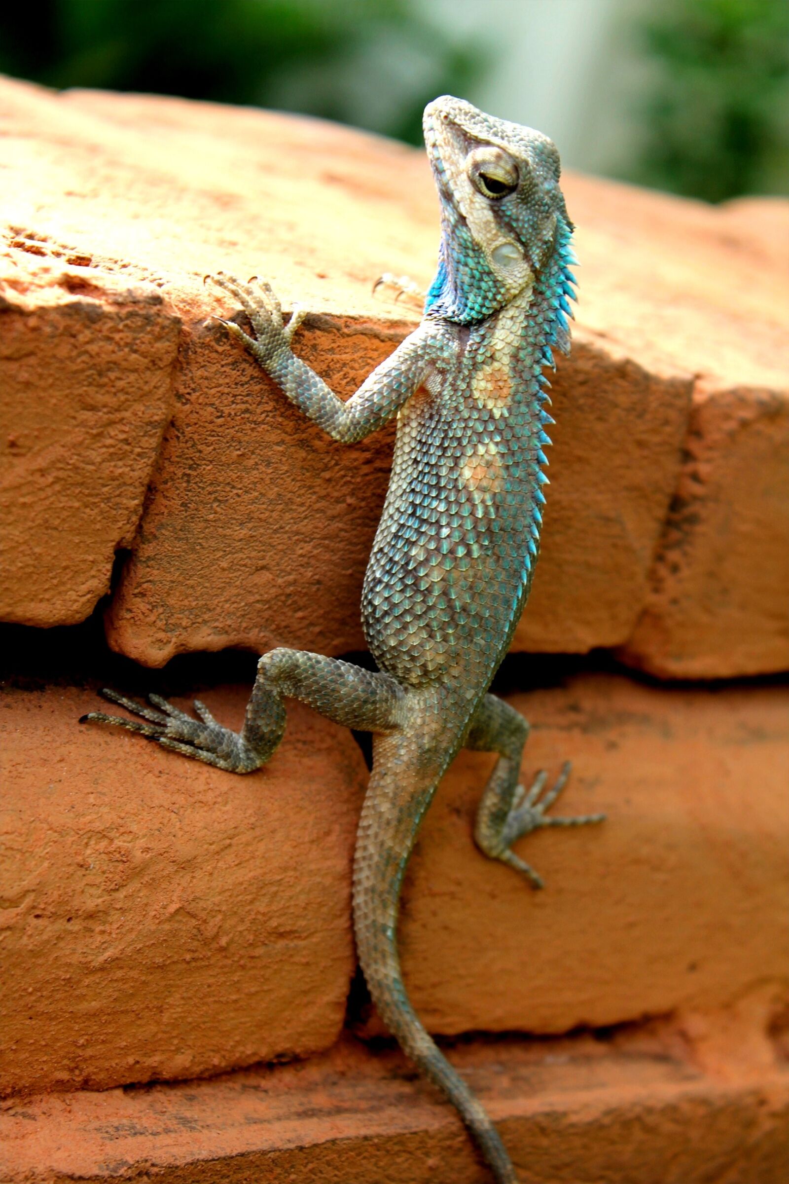 Canon EOS 550D (EOS Rebel T2i / EOS Kiss X4) sample photo. Gekko, animal, lizard photography