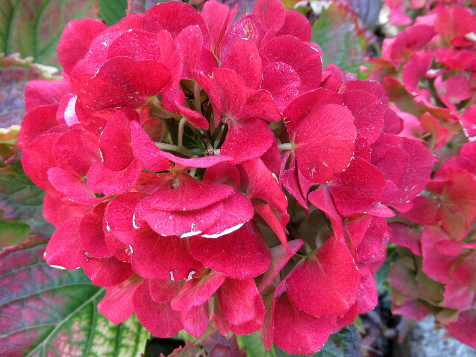 Canon PowerShot SX620 HS sample photo. Autumn, hydrangea, broken flowers photography