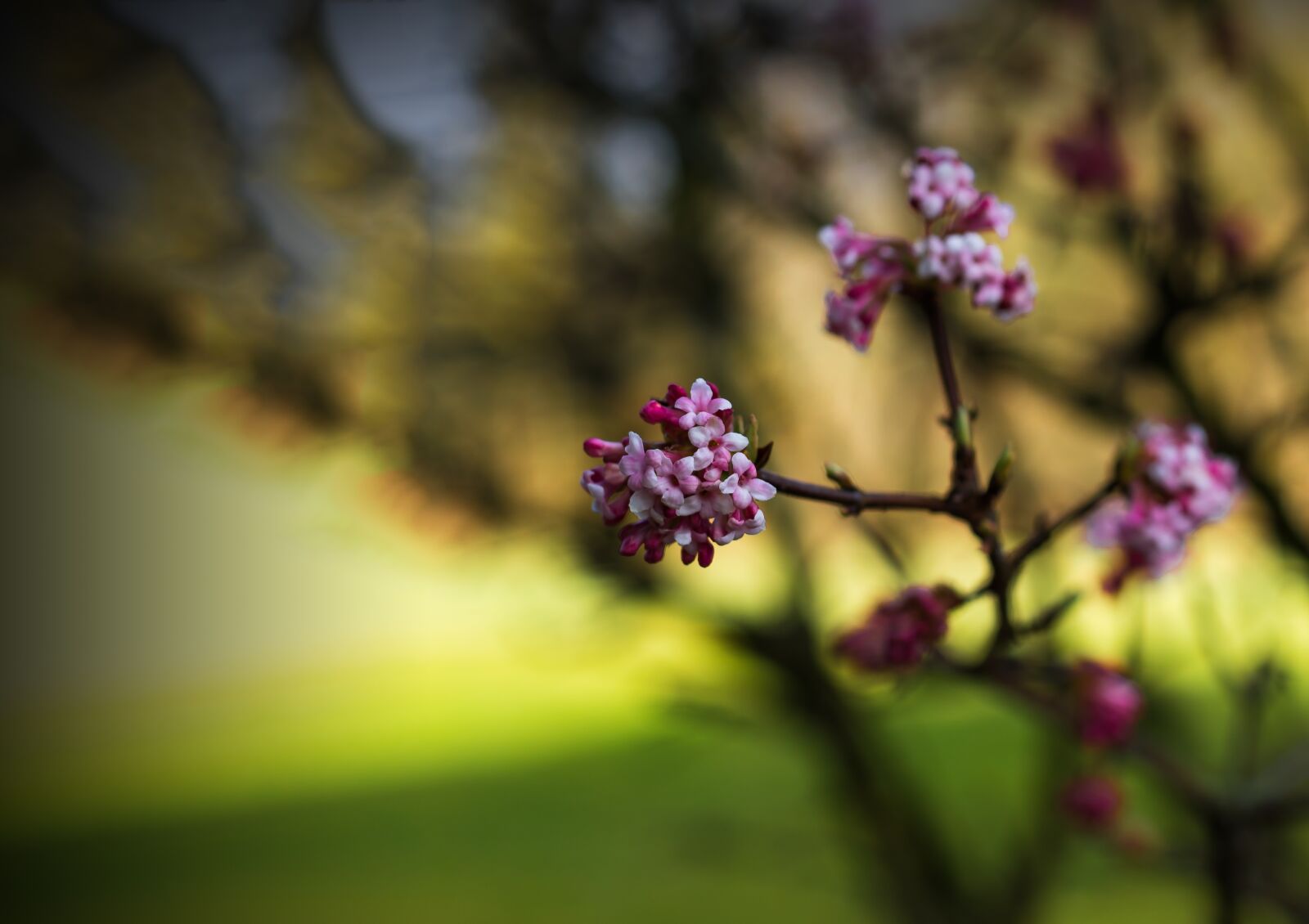 Sony a7 II + Sony DT 50mm F1.8 SAM sample photo. Spring, nature, plant photography