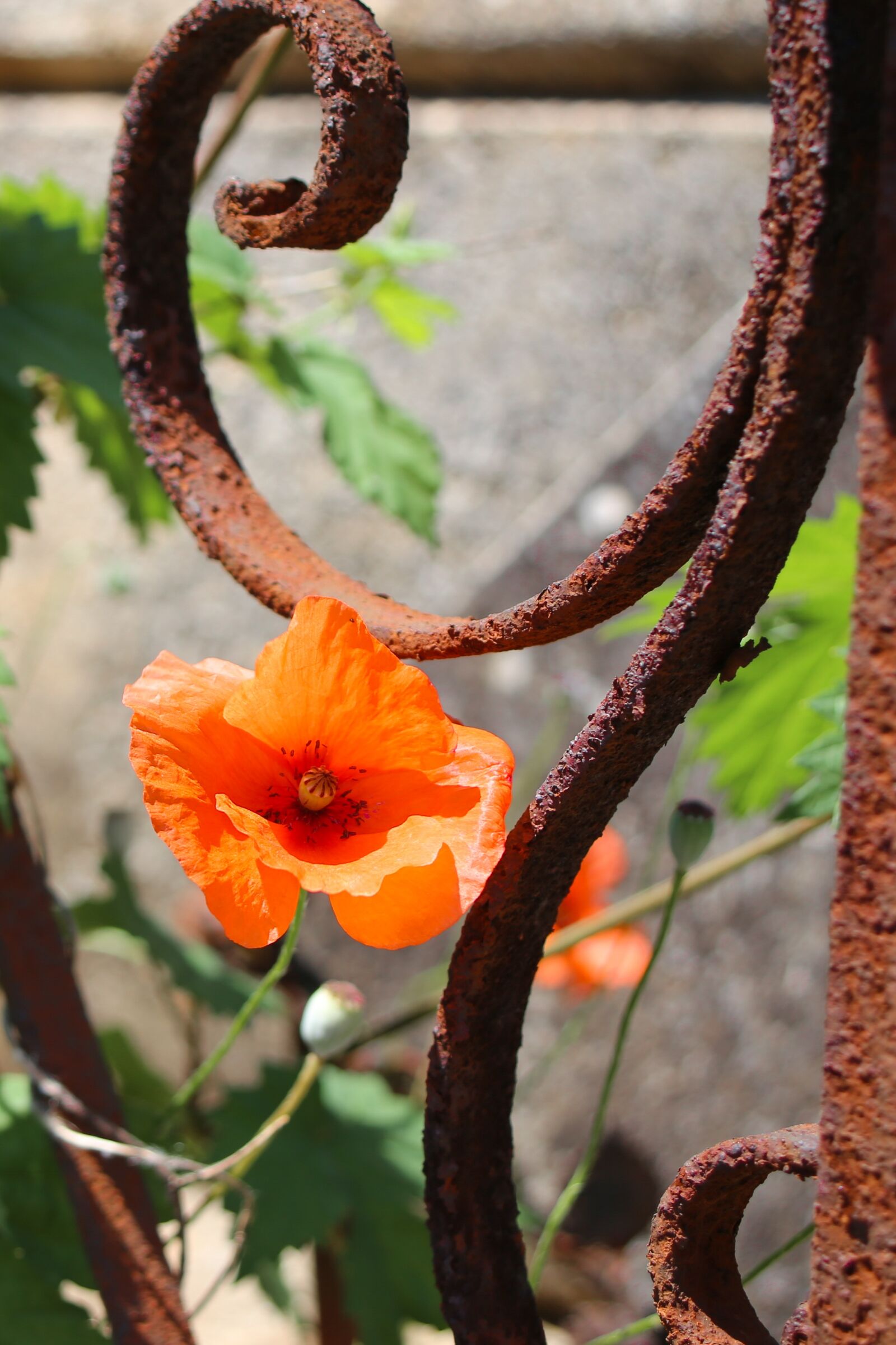 Canon EOS 6D + Canon EF 28-80mm f/3.5-5.6 sample photo. Poppy, metal fence, rust photography