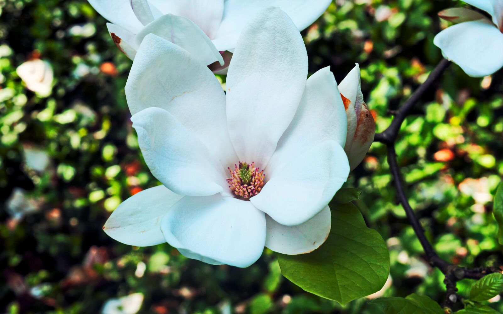Nikon D40X sample photo. Flower, white, almost photography