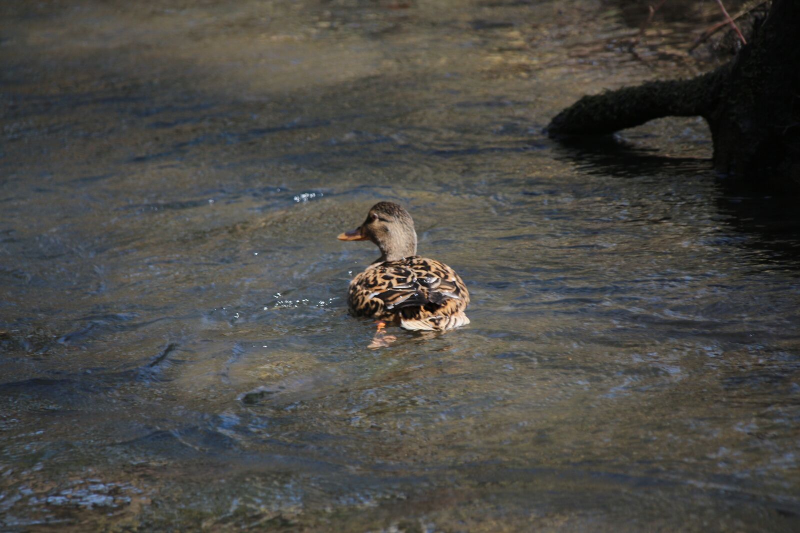 Canon EOS 700D (EOS Rebel T5i / EOS Kiss X7i) sample photo. Duck, water, bird photography