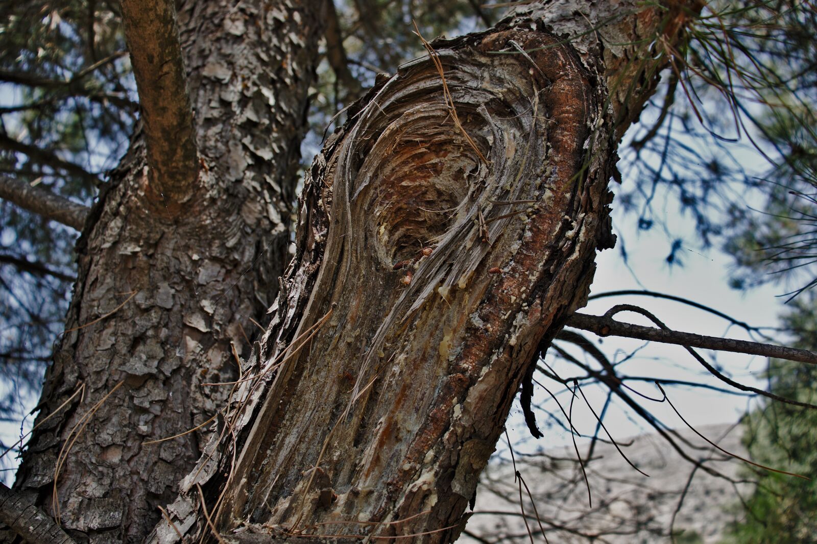 Canon EOS 800D (EOS Rebel T7i / EOS Kiss X9i) sample photo. Tree, pine, forest photography