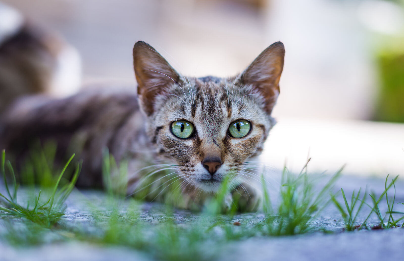 Canon EOS 6D + Canon EF 50mm F1.4 USM sample photo. Animal, blur, cat, cat photography