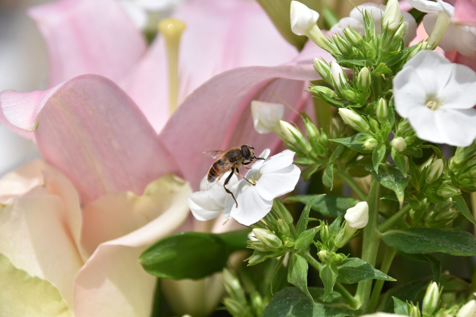 Nikon D5600 sample photo. Bee, insect, browser photography
