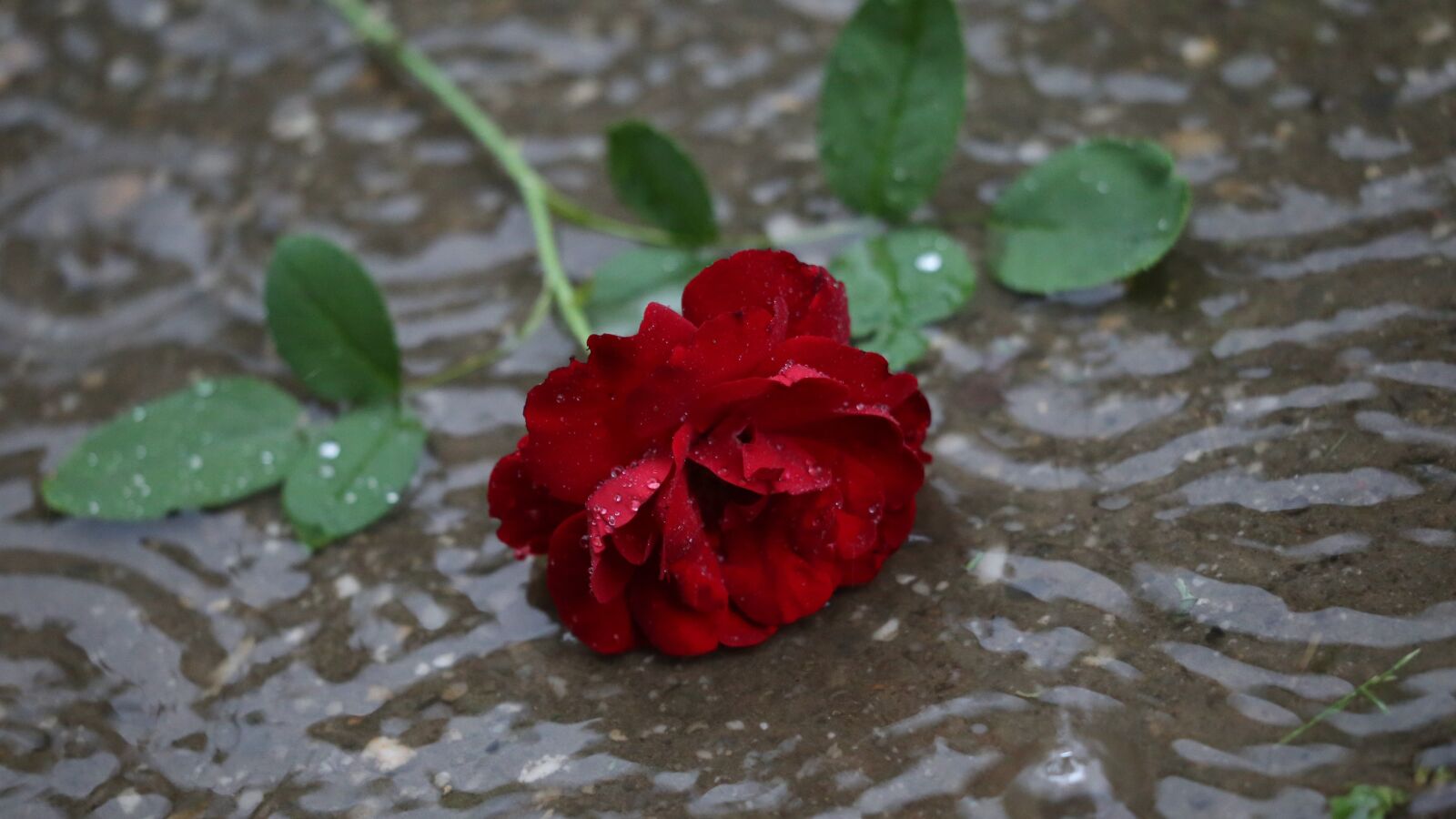 Canon EF 70-300 F4-5.6 IS II USM sample photo. Red rose in rain photography