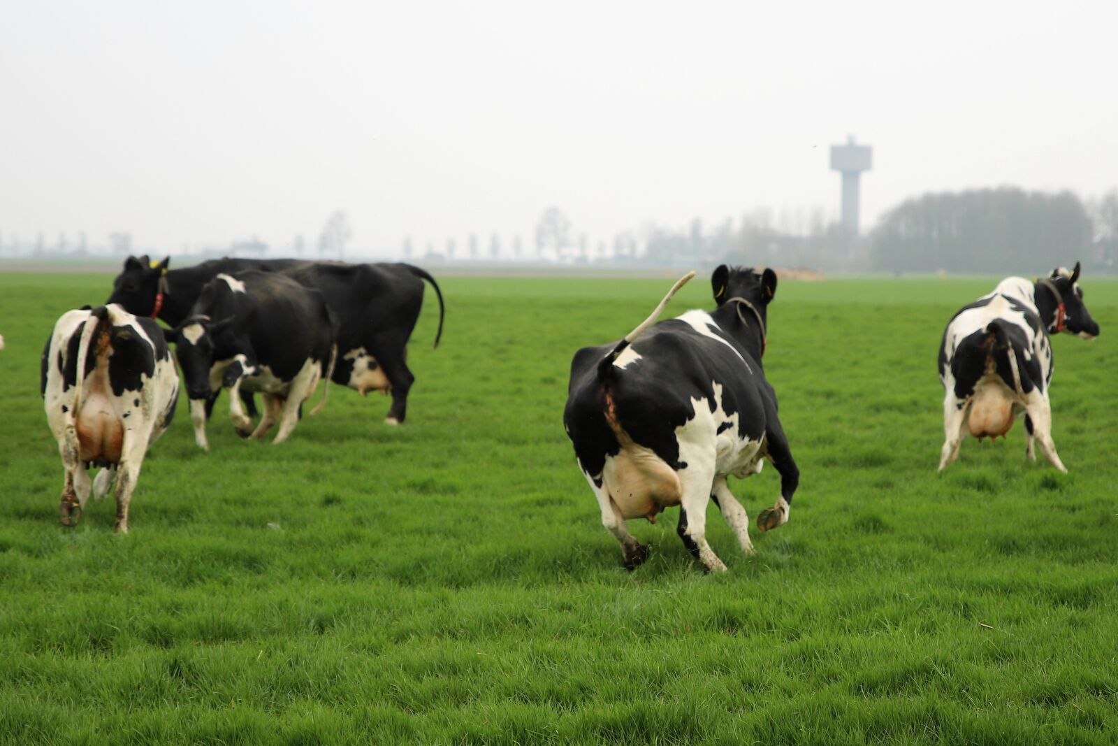 Canon EOS 6D Mark II sample photo. Farm, cattle, cows photography