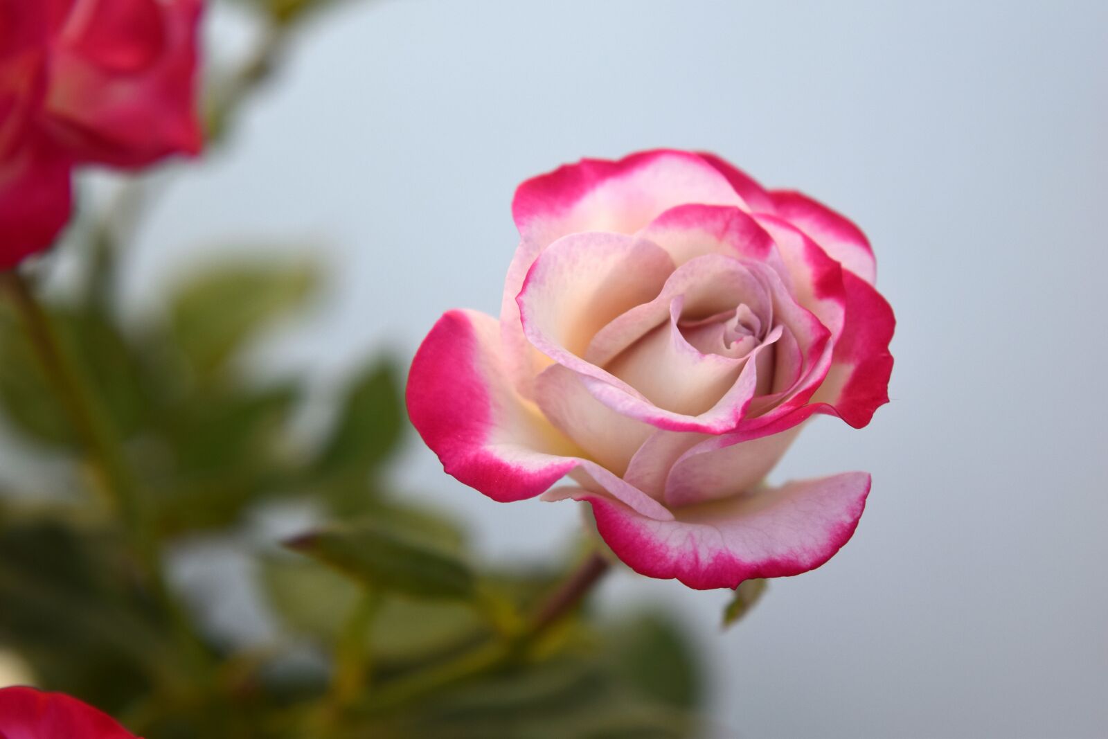 Nikon D5300 sample photo. Flower, rose, petal photography
