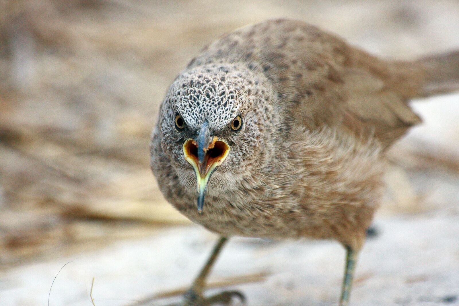 Canon EOS 40D sample photo. Wildlife, bird, animal photography
