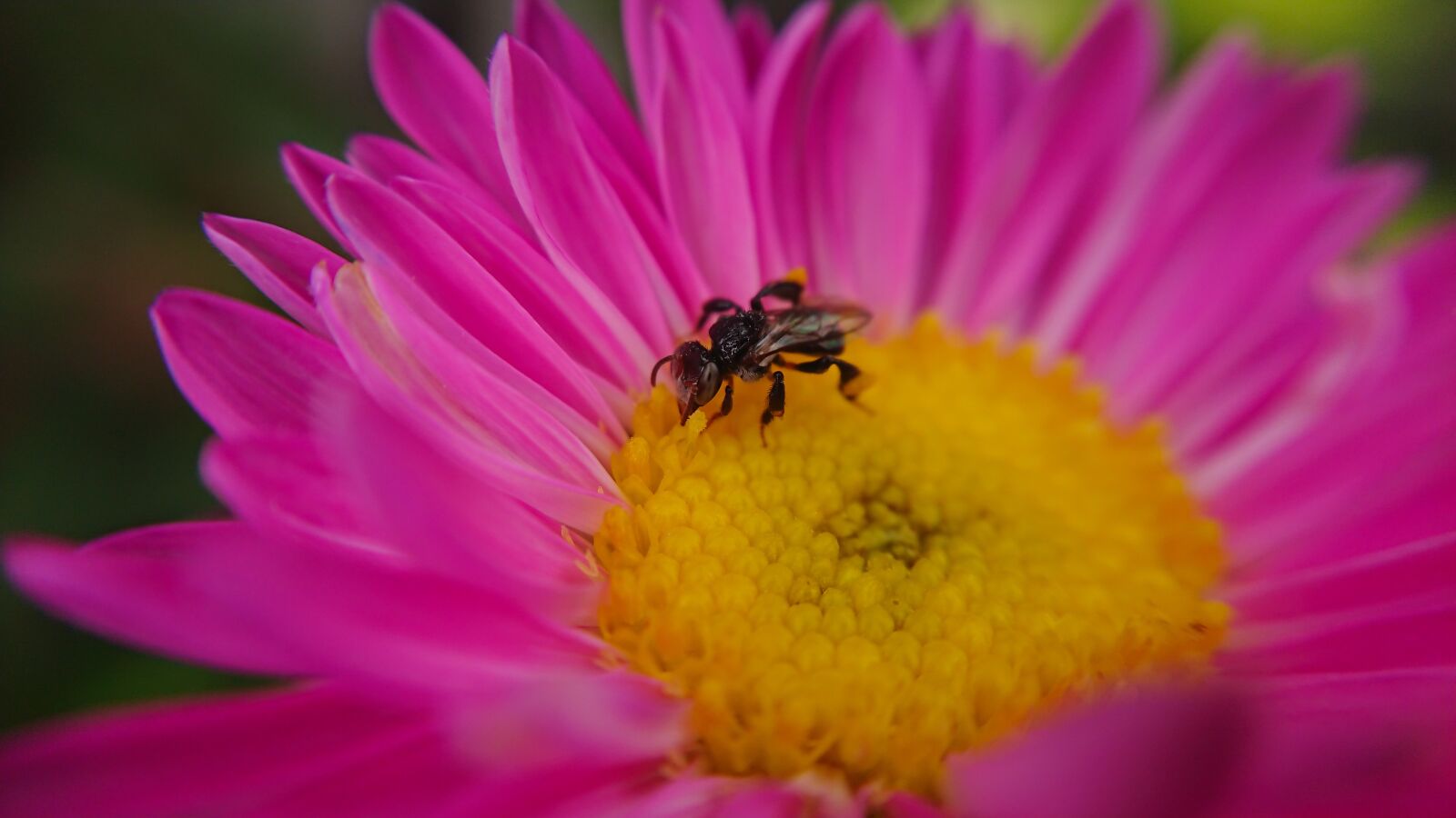 Sony Xperia XZ Premium sample photo. Macro, bee, insect photography