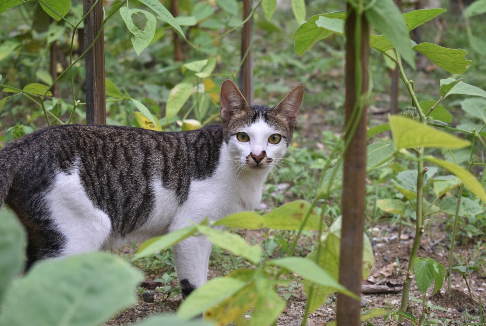 Nikon D3400 sample photo. Cat, animal, wildcat photography