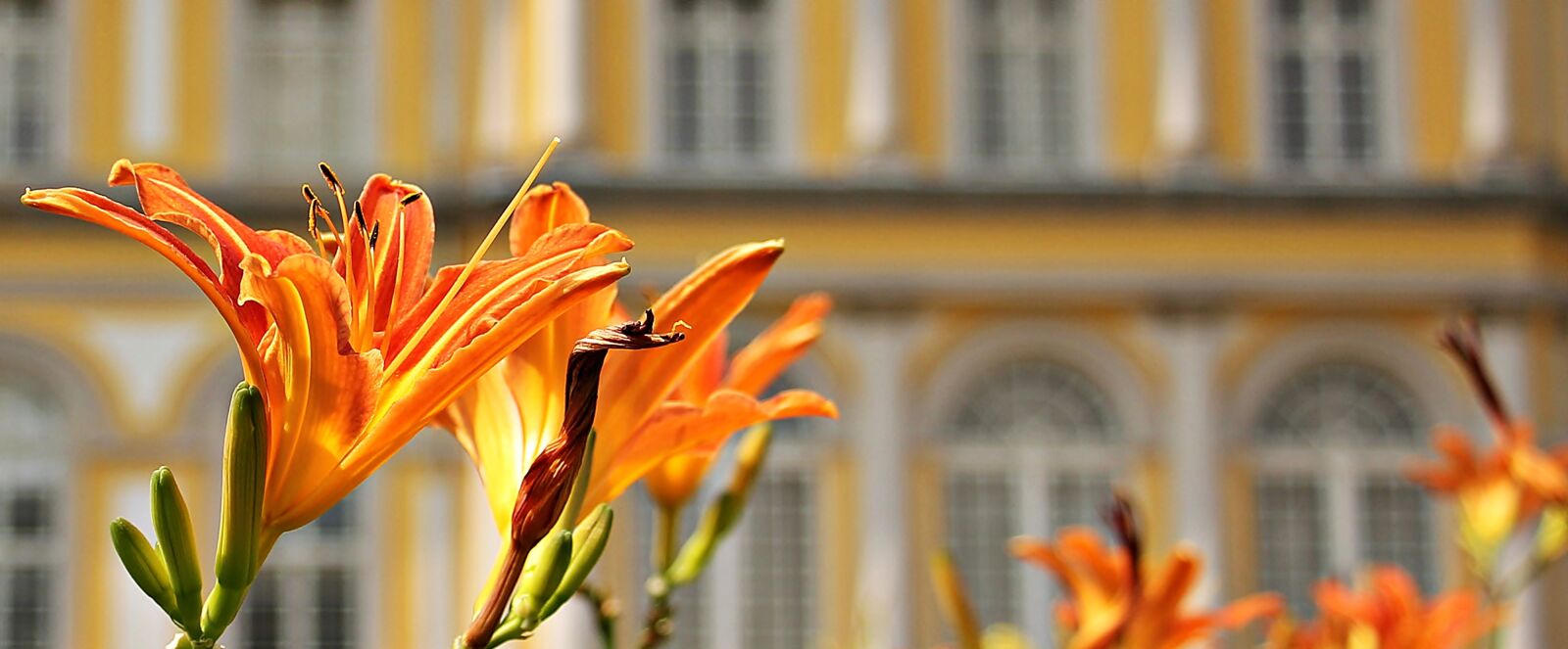 Canon EOS 550D (EOS Rebel T2i / EOS Kiss X4) sample photo. Lilies, flowers, nature photography