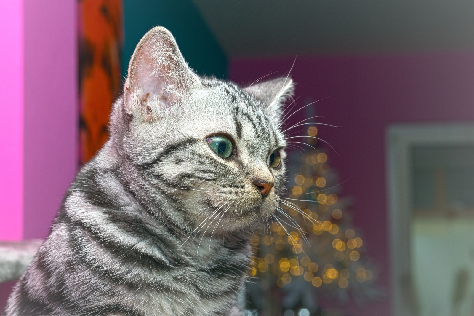 Nikon D5300 sample photo. Cat, kitten, cat baby photography