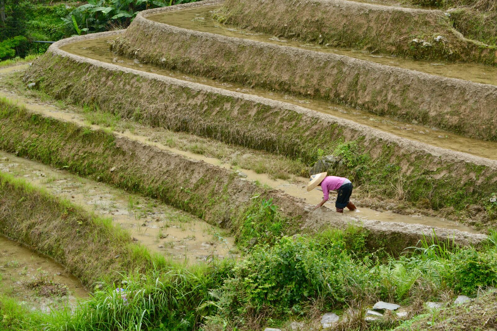 Nikon D5200 sample photo. Paddy fields, paddy, fields photography