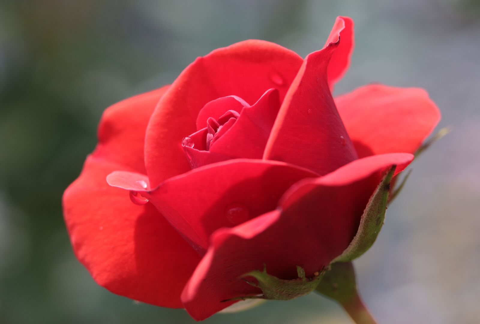 Canon EOS 650D (EOS Rebel T4i / EOS Kiss X6i) sample photo. Rose, rose bloom, blossom photography