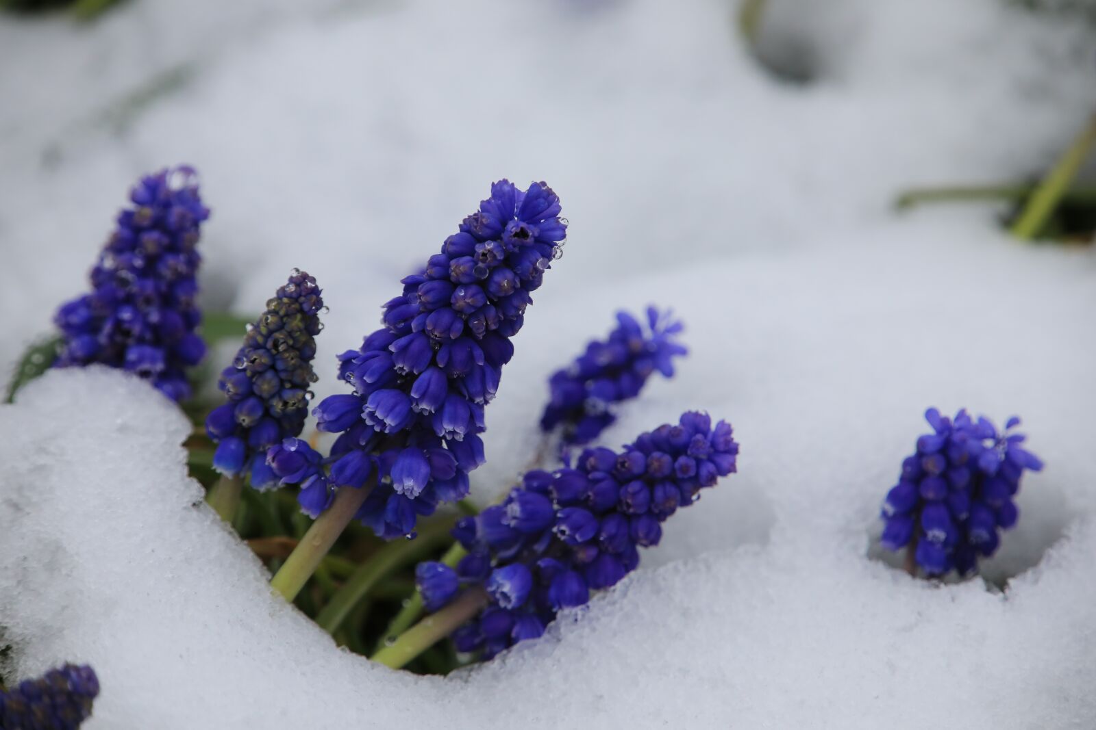 Canon EOS 5D Mark IV sample photo. The beginning of spring photography