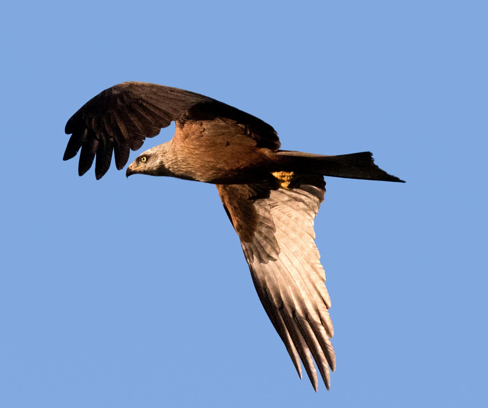 Canon EOS 7D Mark II sample photo. Spain, imperial eagle, raptor photography
