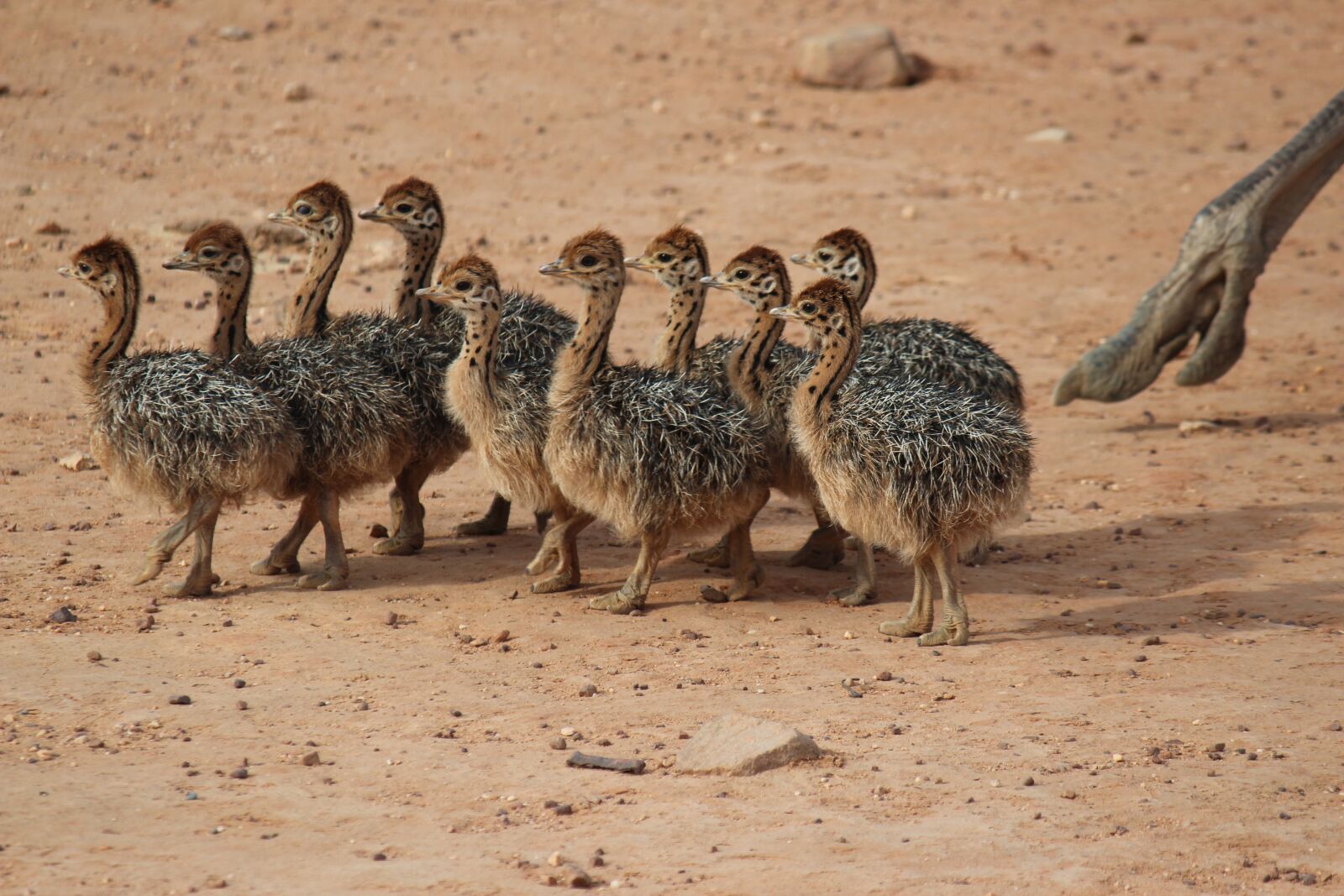 Canon EF-S 55-250mm F4-5.6 IS sample photo. Ostriches, young ostriches, animals photography