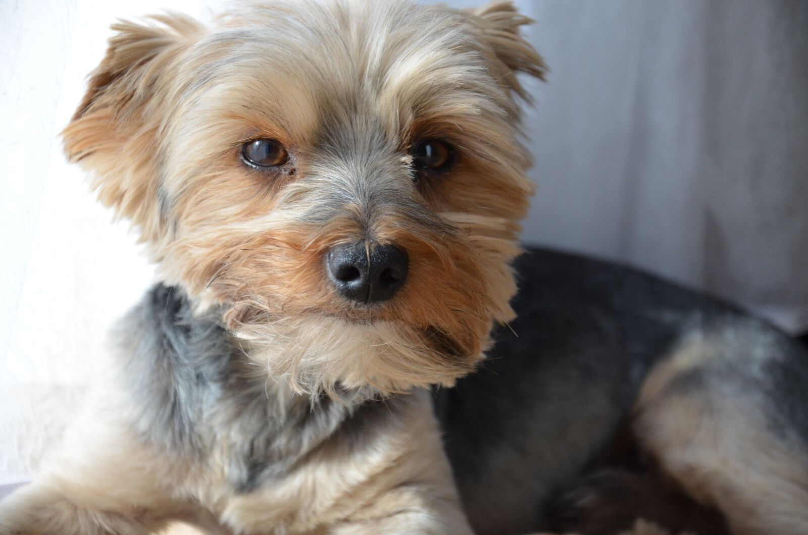 Nikon D7000 sample photo. Dog, york, animal photography
