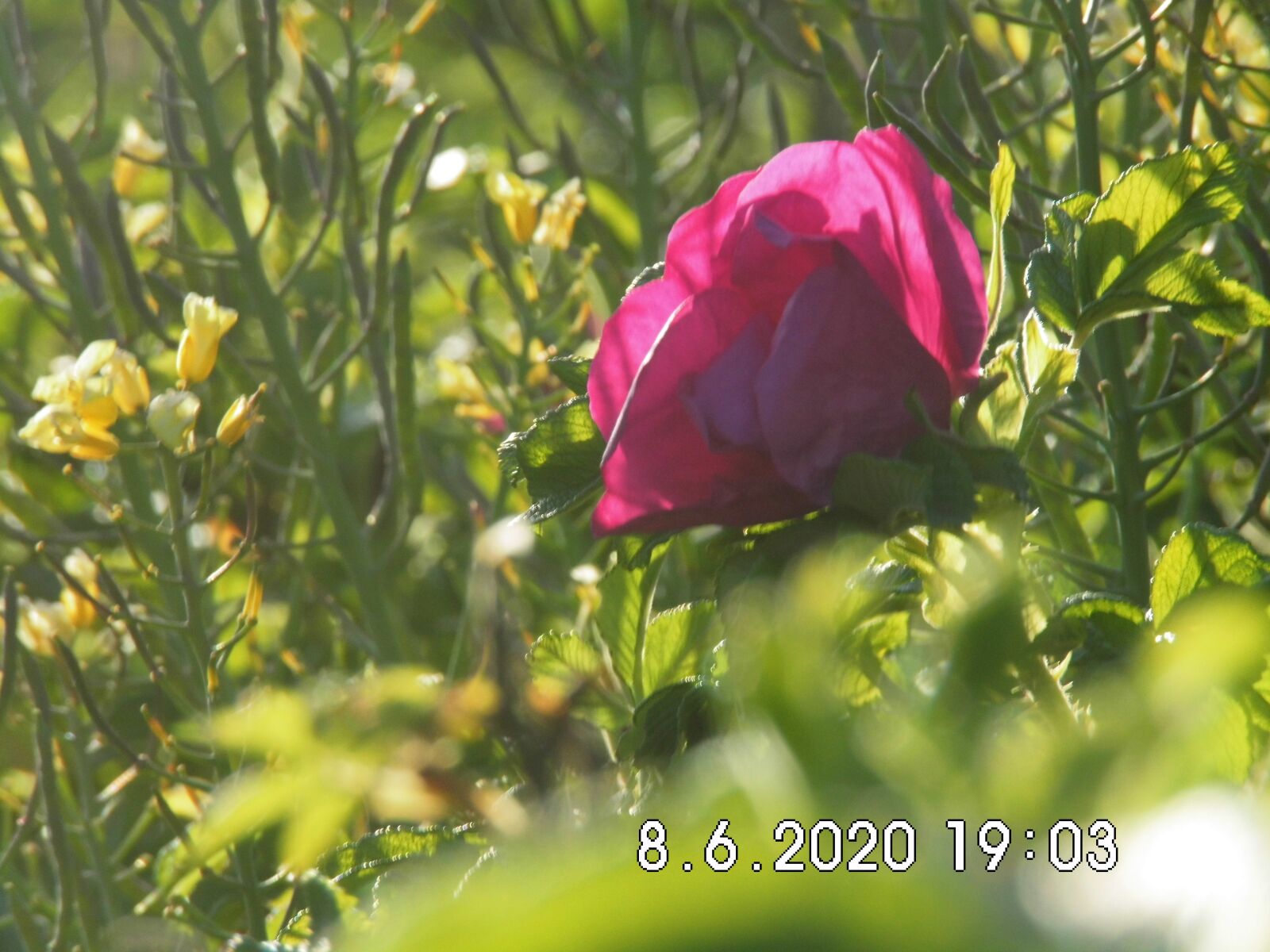 MEDION MD86929 sample photo. Spring, color, summer photography
