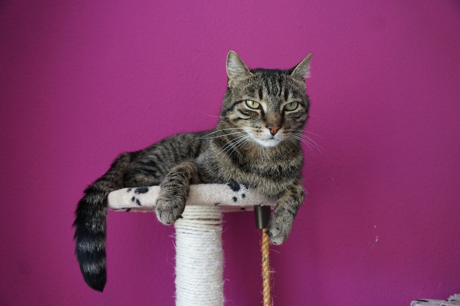 Sony ILCA-77M2 + Sony DT 16-50mm F2.8 SSM sample photo. Cat, tiger, pet photography
