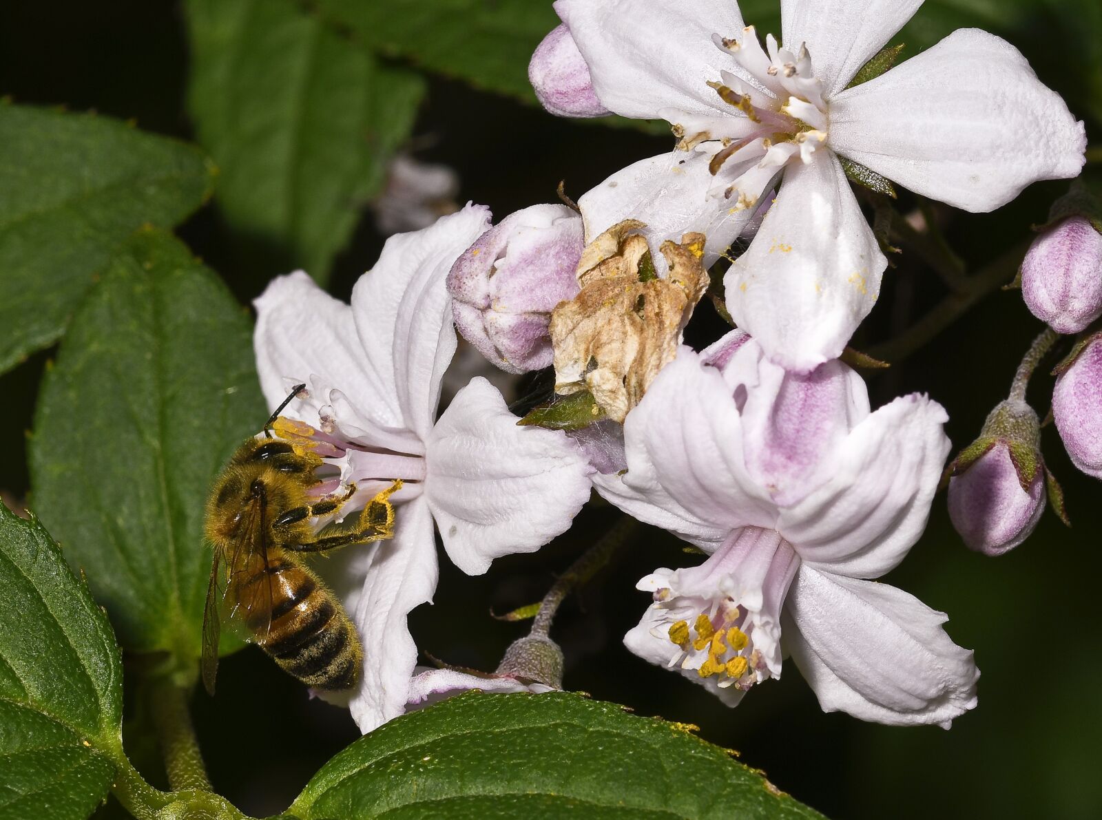 Nikon D500 sample photo. Of deutzia flower, nature photography