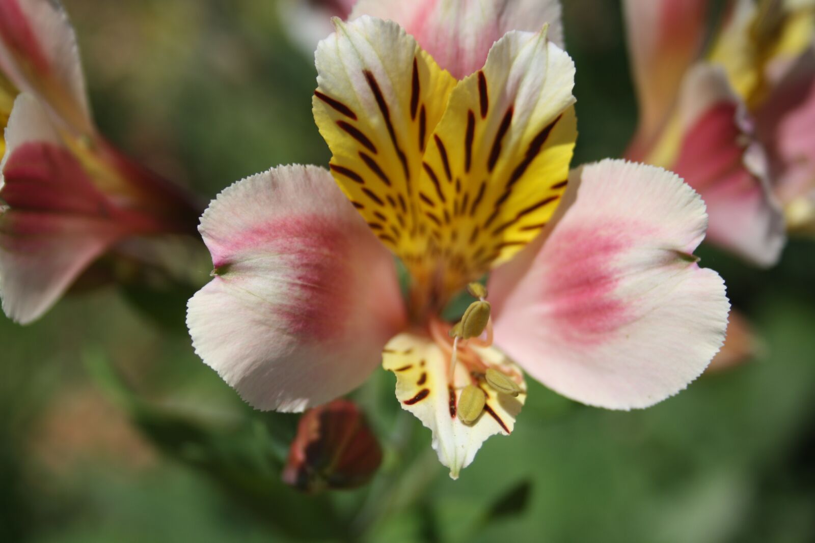 Canon EOS 1000D (EOS Digital Rebel XS / EOS Kiss F) sample photo. Alstroemeria, plant, flower photography