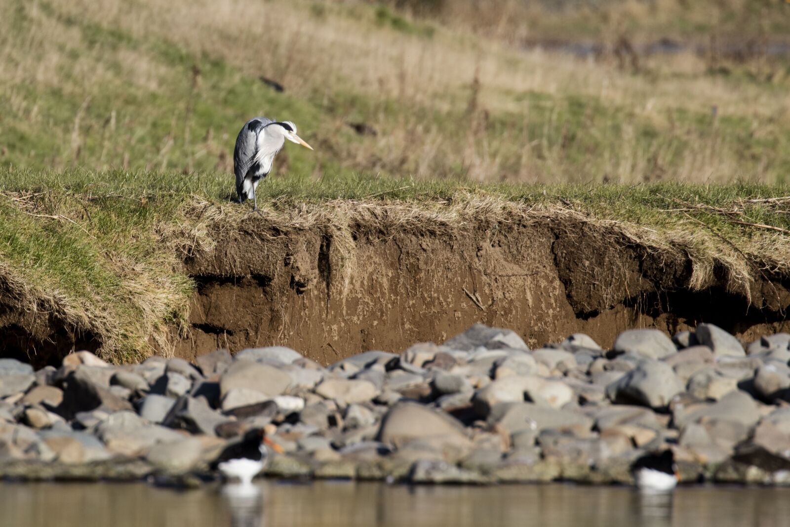 Canon EOS 5DS R + Canon EF 100-400mm F4.5-5.6L IS II USM sample photo. Heron, fishing, bird photography