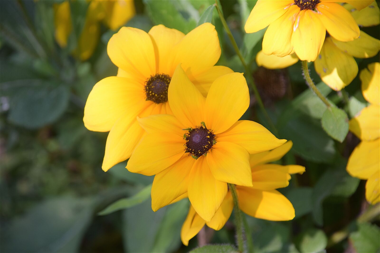 Nikon D3300 sample photo. Black-eyed susan, flowers, yellow photography