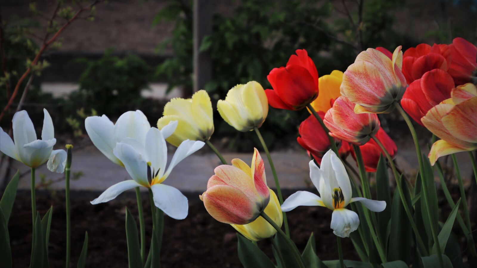 Canon EOS 80D sample photo. Wind, morning, tulips photography