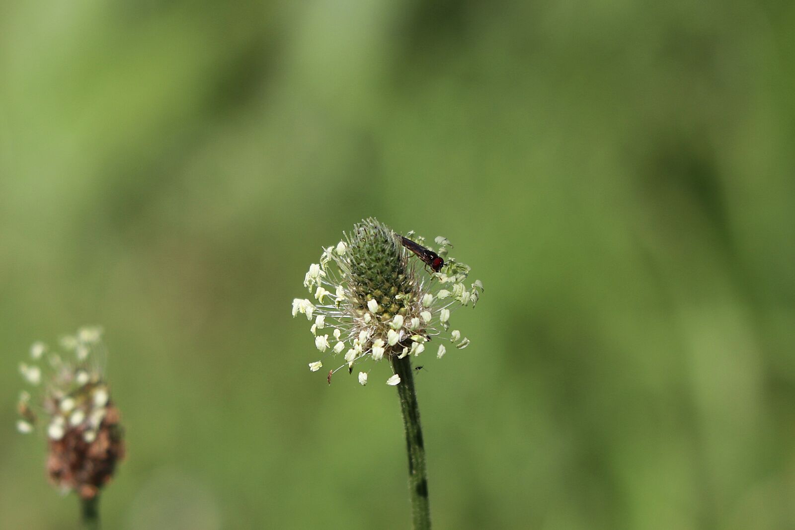 Canon EOS 77D (EOS 9000D / EOS 770D) sample photo. Plantain, grass, close up photography