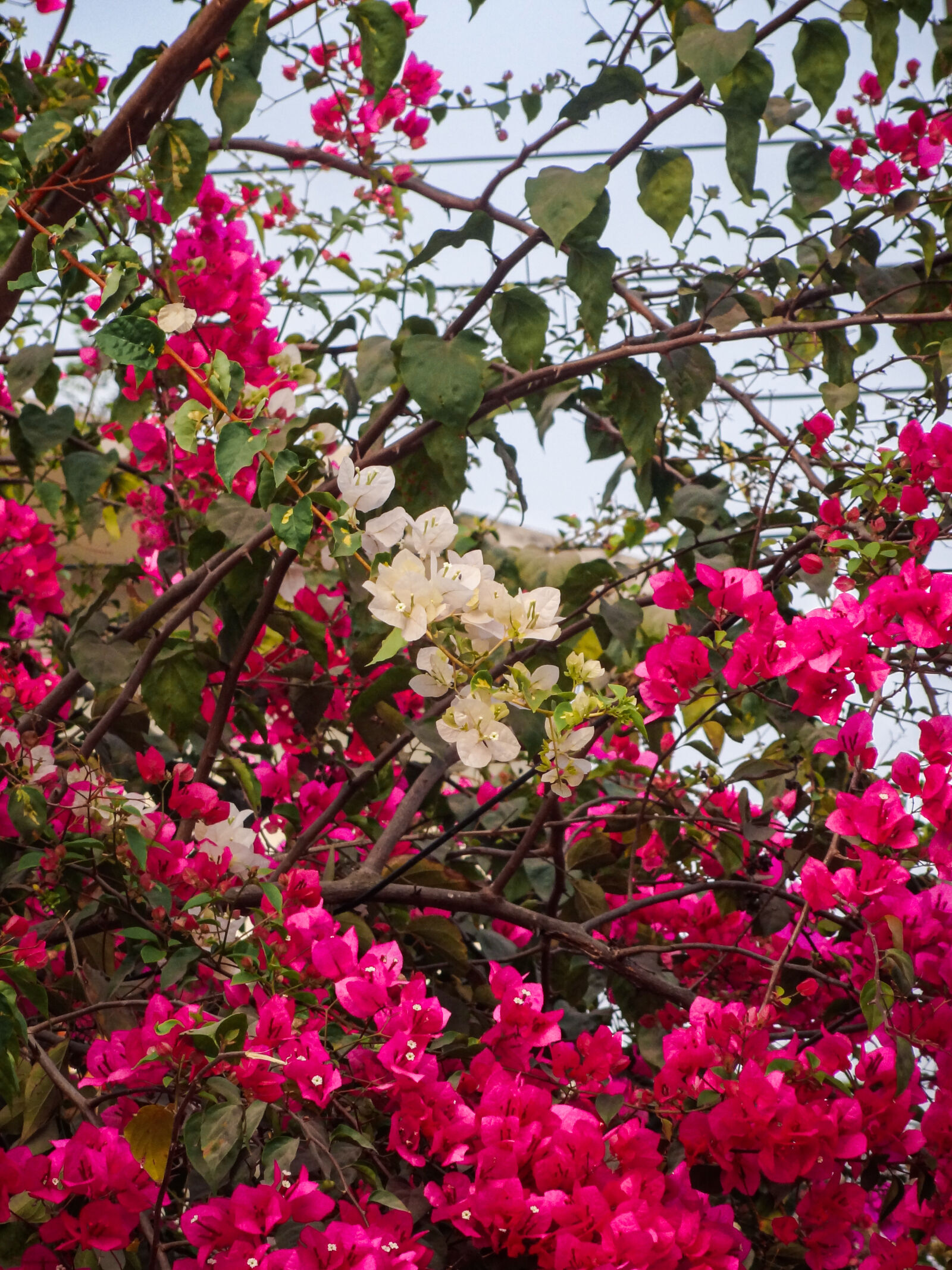 Sony Cyber-shot DSC-HX7V sample photo