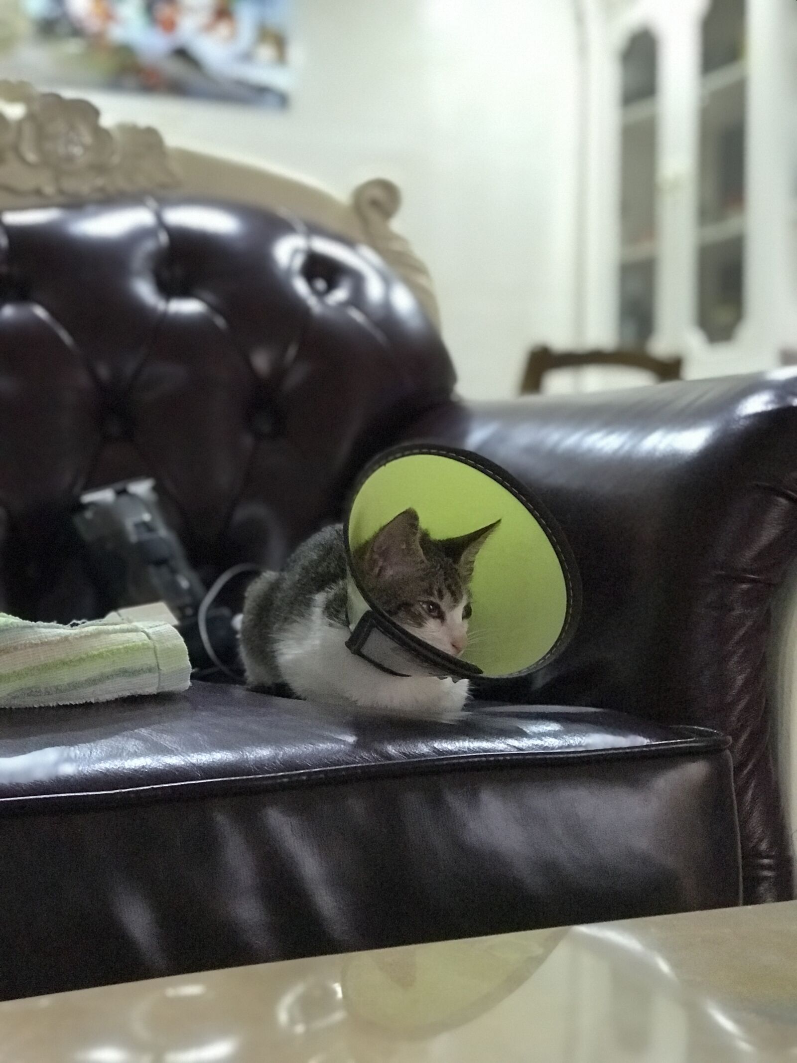 Apple iPhone 7 Plus sample photo. Gangster, kitty, sofa photography